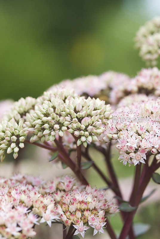 石头作物(Sedum telephium 'Matrona') -我